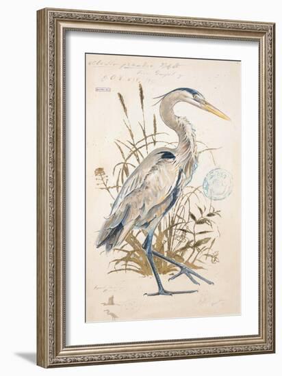 Great Blue Heron-Chad Barrett-Framed Art Print