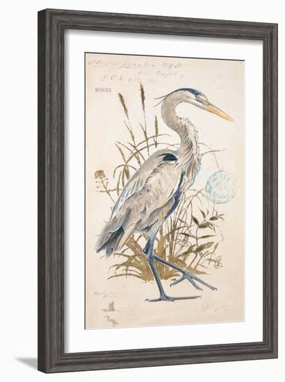 Great Blue Heron-Chad Barrett-Framed Art Print