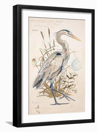 Great Blue Heron-Chad Barrett-Framed Art Print