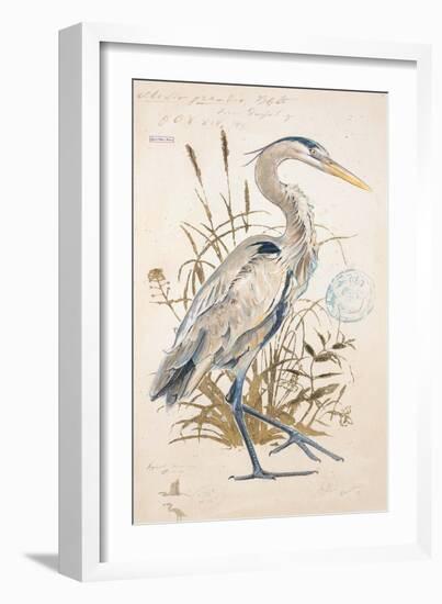 Great Blue Heron-Chad Barrett-Framed Art Print