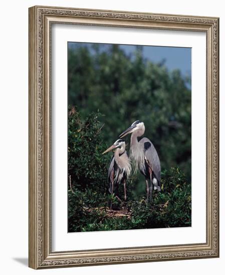 Great Blue Herons in Breeding Plumage at Their Nest, Florida-Charles Sleicher-Framed Photographic Print