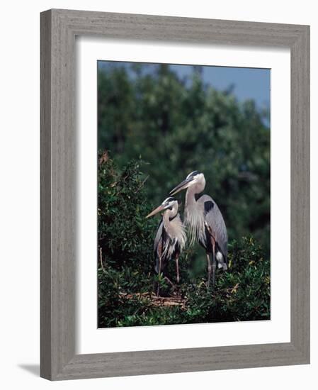 Great Blue Herons in Breeding Plumage at Their Nest, Florida-Charles Sleicher-Framed Photographic Print