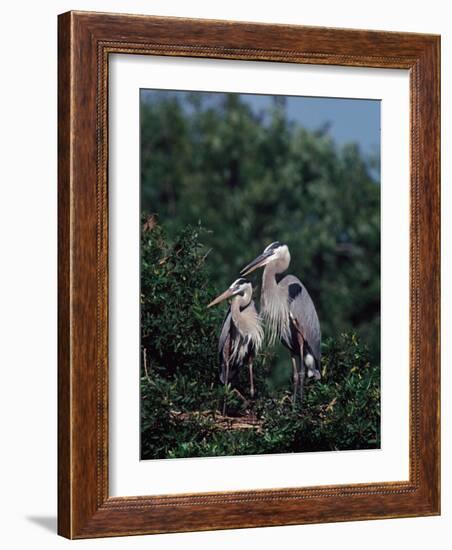 Great Blue Herons in Breeding Plumage at Their Nest, Florida-Charles Sleicher-Framed Photographic Print