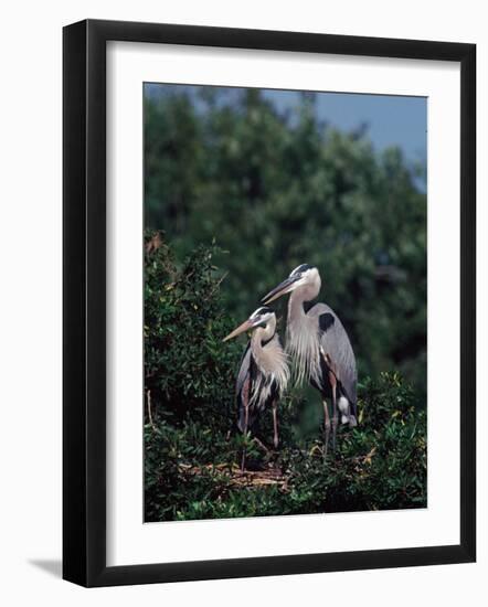 Great Blue Herons in Breeding Plumage at Their Nest, Florida-Charles Sleicher-Framed Photographic Print