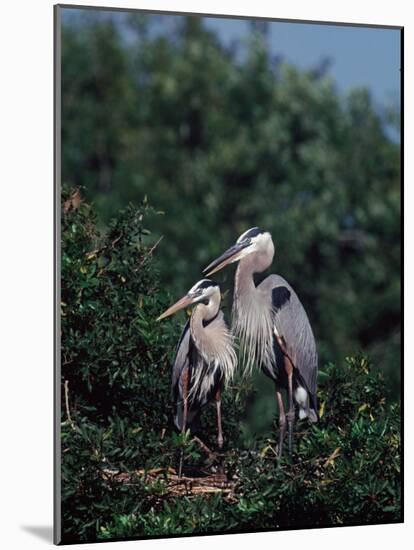 Great Blue Herons in Breeding Plumage at Their Nest, Florida-Charles Sleicher-Mounted Photographic Print