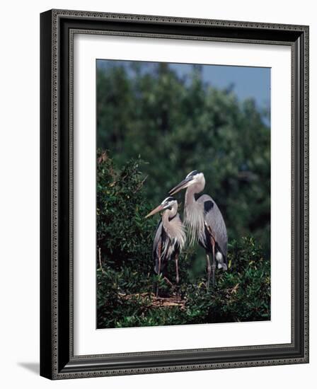 Great Blue Herons in Breeding Plumage at Their Nest, Florida-Charles Sleicher-Framed Photographic Print