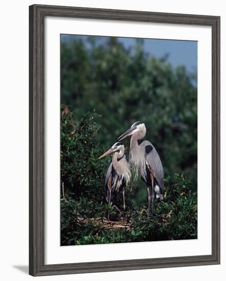 Great Blue Herons in Breeding Plumage at Their Nest, Florida-Charles Sleicher-Framed Photographic Print