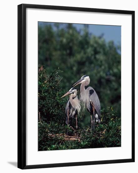 Great Blue Herons in Breeding Plumage at Their Nest, Florida-Charles Sleicher-Framed Photographic Print