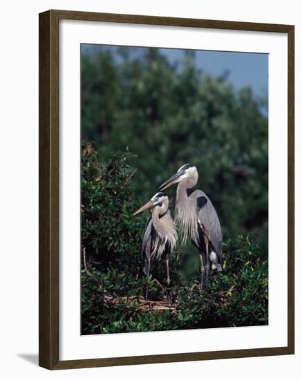 Great Blue Herons in Breeding Plumage at Their Nest, Florida-Charles Sleicher-Framed Photographic Print