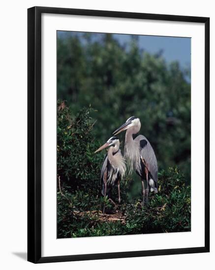 Great Blue Herons in Breeding Plumage at Their Nest, Florida-Charles Sleicher-Framed Photographic Print