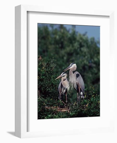 Great Blue Herons in Breeding Plumage at Their Nest, Florida-Charles Sleicher-Framed Photographic Print