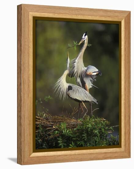 Great Blue Herons in Courtship Display at the Venice Rookery, South Venice, Florida, USA-Arthur Morris-Framed Premier Image Canvas