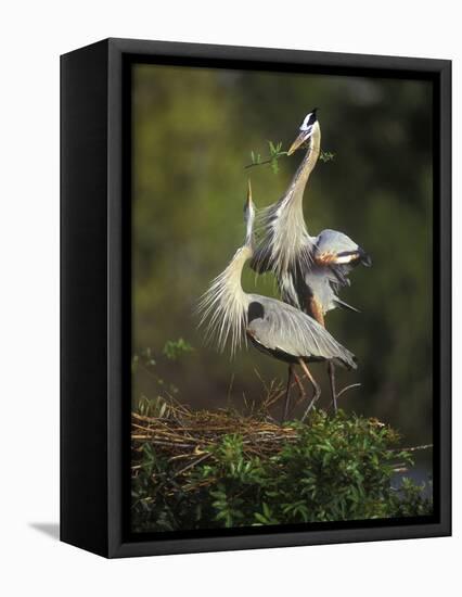 Great Blue Herons in Courtship Display at the Venice Rookery, South Venice, Florida, USA-Arthur Morris-Framed Premier Image Canvas