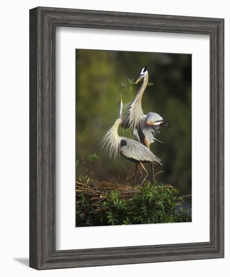 Great Blue Herons in Courtship Display at the Venice Rookery, South Venice, Florida, USA-Arthur Morris-Framed Photographic Print