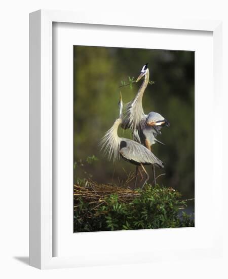 Great Blue Herons in Courtship Display at the Venice Rookery, South Venice, Florida, USA-Arthur Morris-Framed Photographic Print