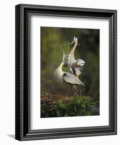 Great Blue Herons in Courtship Display at the Venice Rookery, South Venice, Florida, USA-Arthur Morris-Framed Photographic Print