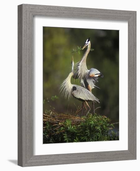 Great Blue Herons in Courtship Display at the Venice Rookery, South Venice, Florida, USA-Arthur Morris-Framed Photographic Print