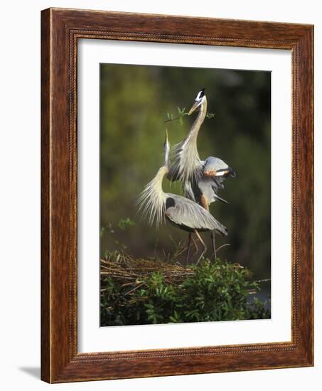 Great Blue Herons in Courtship Display at the Venice Rookery, South Venice, Florida, USA-Arthur Morris-Framed Photographic Print