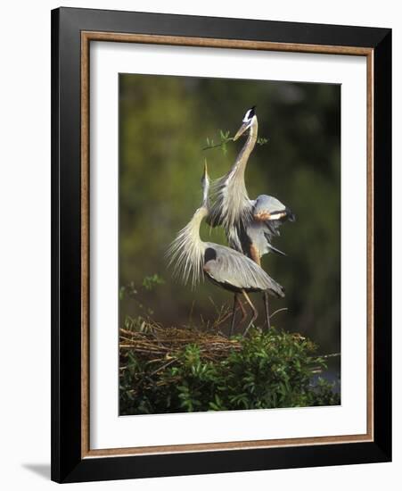 Great Blue Herons in Courtship Display at the Venice Rookery, South Venice, Florida, USA-Arthur Morris-Framed Photographic Print