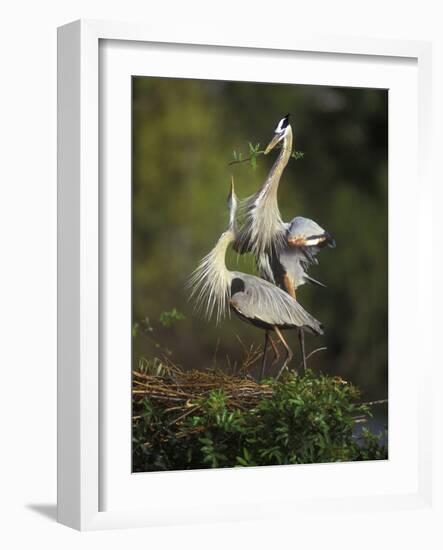 Great Blue Herons in Courtship Display at the Venice Rookery, South Venice, Florida, USA-Arthur Morris-Framed Photographic Print