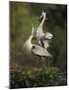 Great Blue Herons in Courtship Display at the Venice Rookery, South Venice, Florida, USA-Arthur Morris-Mounted Photographic Print