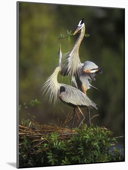 Great Blue Herons in Courtship Display at the Venice Rookery, South Venice, Florida, USA-Arthur Morris-Mounted Photographic Print