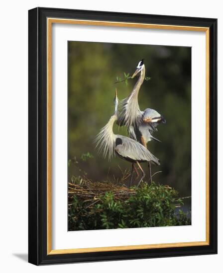 Great Blue Herons in Courtship Display at the Venice Rookery, South Venice, Florida, USA-Arthur Morris-Framed Photographic Print