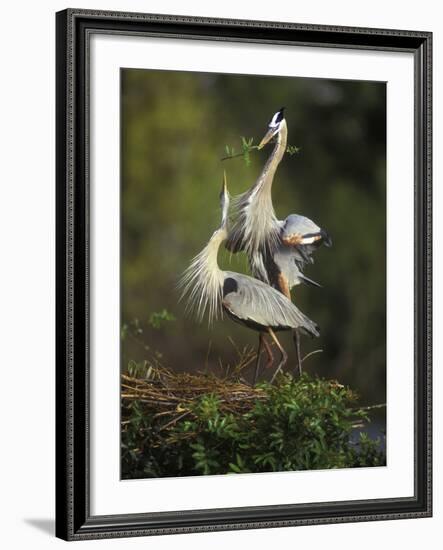 Great Blue Herons in Courtship Display at the Venice Rookery, South Venice, Florida, USA-Arthur Morris-Framed Photographic Print