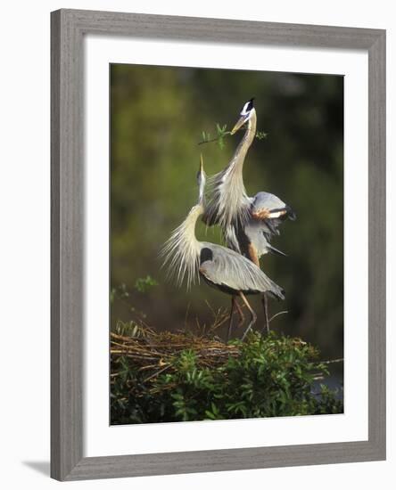 Great Blue Herons in Courtship Display at the Venice Rookery, South Venice, Florida, USA-Arthur Morris-Framed Photographic Print