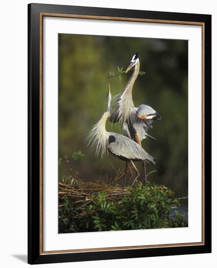 Great Blue Herons in Courtship Display at the Venice Rookery, South Venice, Florida, USA-Arthur Morris-Framed Photographic Print