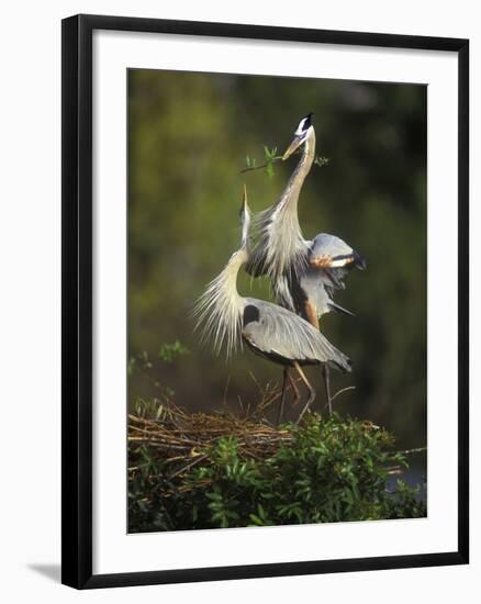 Great Blue Herons in Courtship Display at the Venice Rookery, South Venice, Florida, USA-Arthur Morris-Framed Photographic Print