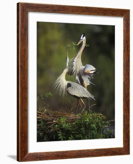 Great Blue Herons in Courtship Display at the Venice Rookery, South Venice, Florida, USA-Arthur Morris-Framed Photographic Print