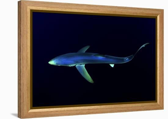 Great Blue Shark (Prionace Glauca), Dorsal View Against Dark Water-Nuno Sa-Framed Premier Image Canvas