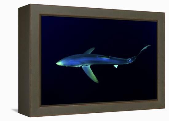 Great Blue Shark (Prionace Glauca), Dorsal View Against Dark Water-Nuno Sa-Framed Premier Image Canvas