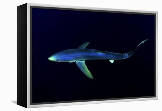 Great Blue Shark (Prionace Glauca), Dorsal View Against Dark Water-Nuno Sa-Framed Premier Image Canvas