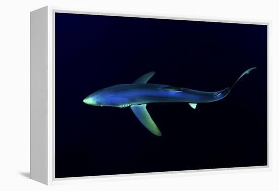 Great Blue Shark (Prionace Glauca), Dorsal View Against Dark Water-Nuno Sa-Framed Premier Image Canvas