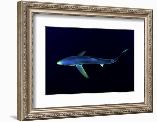 Great Blue Shark (Prionace Glauca), Dorsal View Against Dark Water-Nuno Sa-Framed Photographic Print