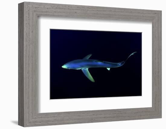 Great Blue Shark (Prionace Glauca), Dorsal View Against Dark Water-Nuno Sa-Framed Photographic Print