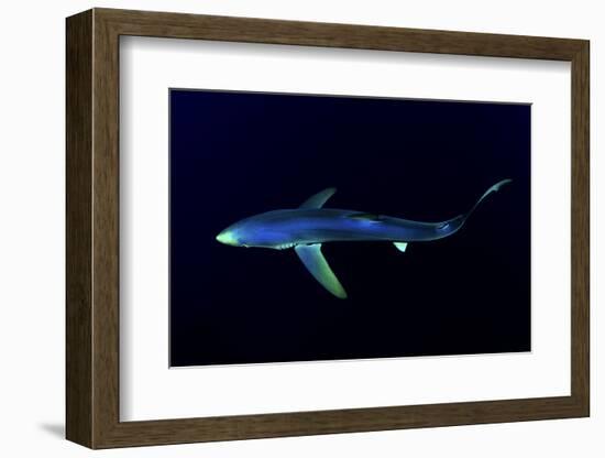 Great Blue Shark (Prionace Glauca), Dorsal View Against Dark Water-Nuno Sa-Framed Photographic Print