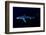 Great Blue Shark (Prionace Glauca), Dorsal View Against Dark Water-Nuno Sa-Framed Photographic Print