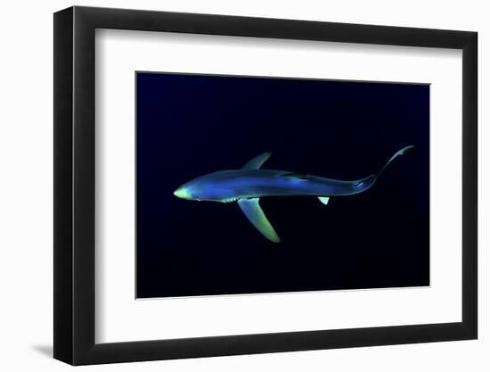 Great Blue Shark (Prionace Glauca), Dorsal View Against Dark Water-Nuno Sa-Framed Photographic Print