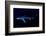 Great Blue Shark (Prionace Glauca), Dorsal View Against Dark Water-Nuno Sa-Framed Photographic Print