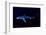 Great Blue Shark (Prionace Glauca), Dorsal View Against Dark Water-Nuno Sa-Framed Photographic Print