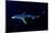 Great Blue Shark (Prionace Glauca), Dorsal View Against Dark Water-Nuno Sa-Mounted Photographic Print