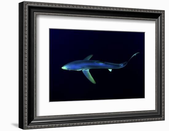 Great Blue Shark (Prionace Glauca), Dorsal View Against Dark Water-Nuno Sa-Framed Photographic Print