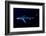 Great Blue Shark (Prionace Glauca), Dorsal View Against Dark Water-Nuno Sa-Framed Photographic Print