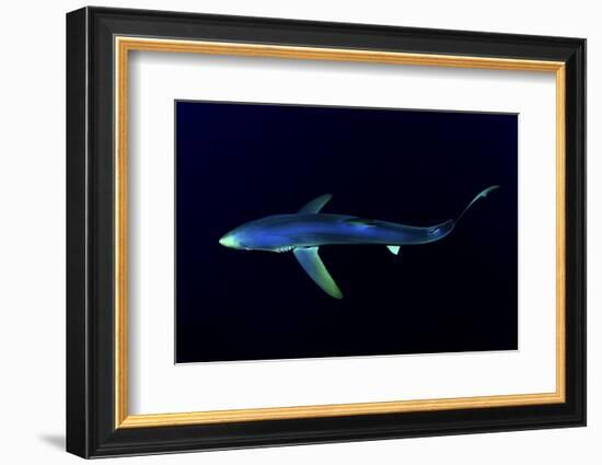 Great Blue Shark (Prionace Glauca), Dorsal View Against Dark Water-Nuno Sa-Framed Photographic Print