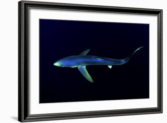 Great Blue Shark (Prionace Glauca), Dorsal View Against Dark Water-Nuno Sa-Framed Photographic Print