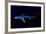 Great Blue Shark (Prionace Glauca), Dorsal View Against Dark Water-Nuno Sa-Framed Photographic Print