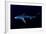 Great Blue Shark (Prionace Glauca), Dorsal View Against Dark Water-Nuno Sa-Framed Photographic Print